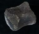 Edmontosaurus (Duck-Billed Dinosaur) Hand Digit #15885-2